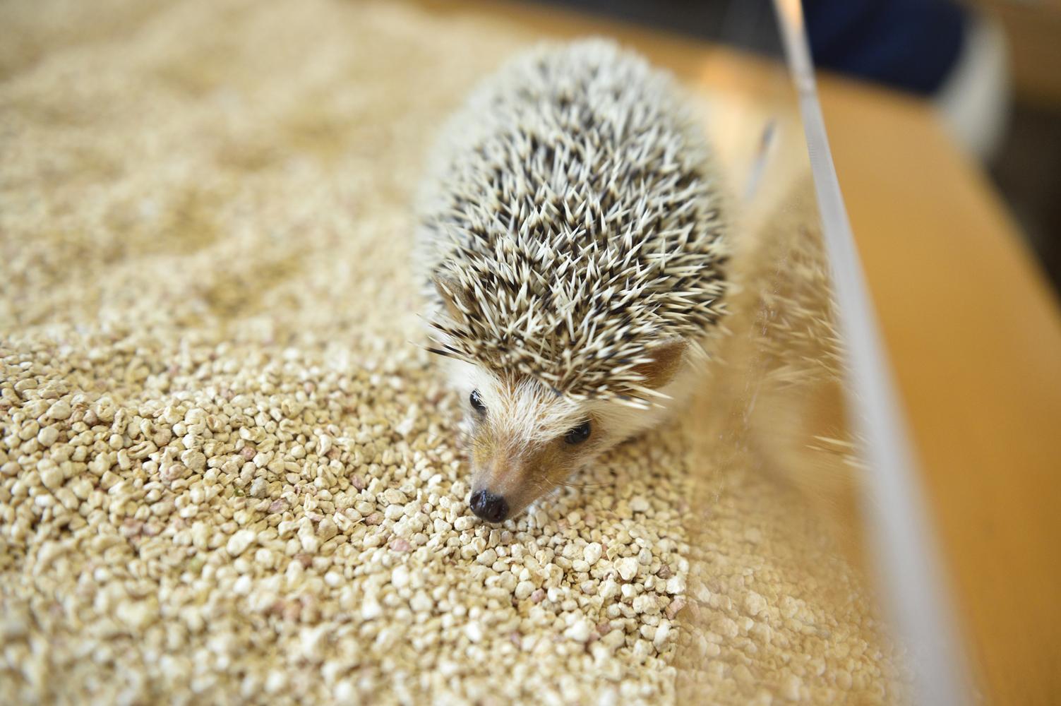 今回のリノベーションでハリネズミちゃんのケージや水槽など4つがすっきり収まるスペースを確保。一箇所にまとめることで餌あげや掃除がしやすくなり、ペットの様子もよく見えるようになった