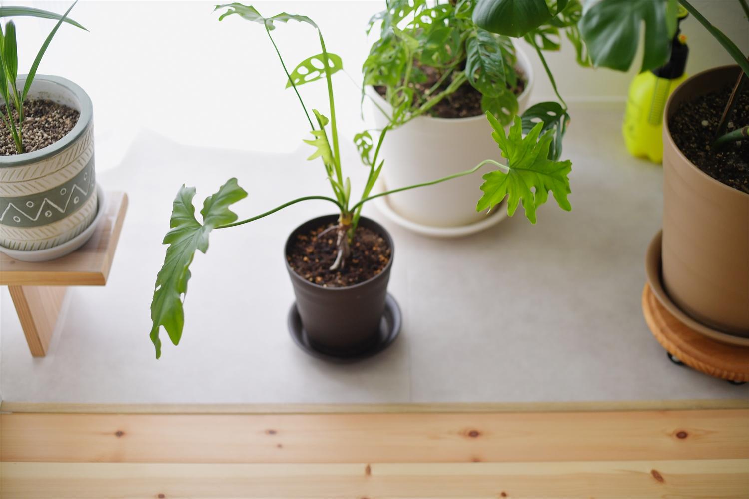 インナーテラスの観葉植物。日差しを浴びて心地よさそう