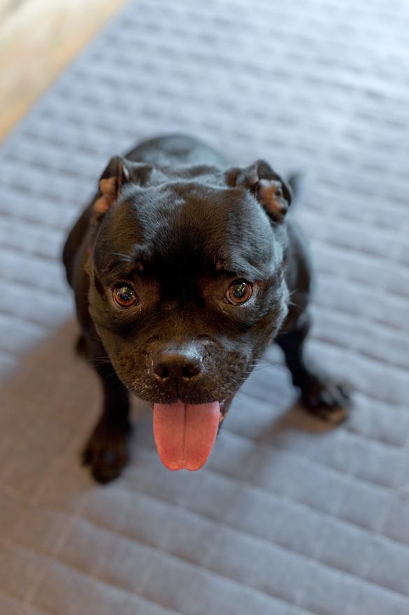 「1ROOM仕立てのカルフォルニアスタイルリノベーション　夏風添え」のその他