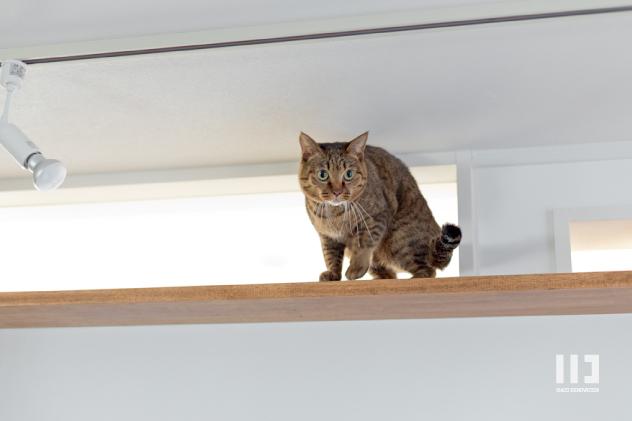 「リノベーションで都会中の静寂を」のその他