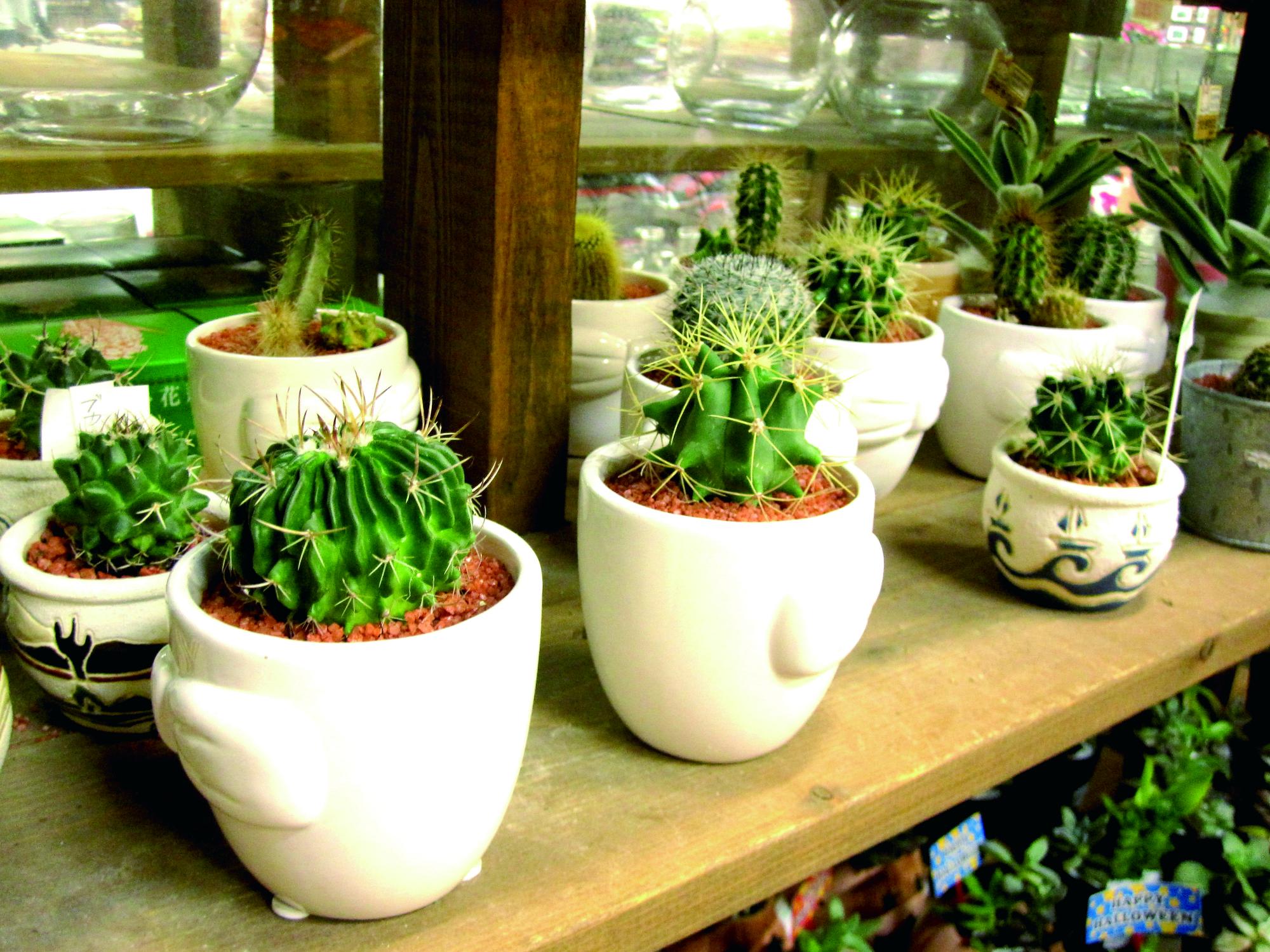 【フリーマーケット】imazato gardeningとのコラボレーション。インテリアグリーンの販売