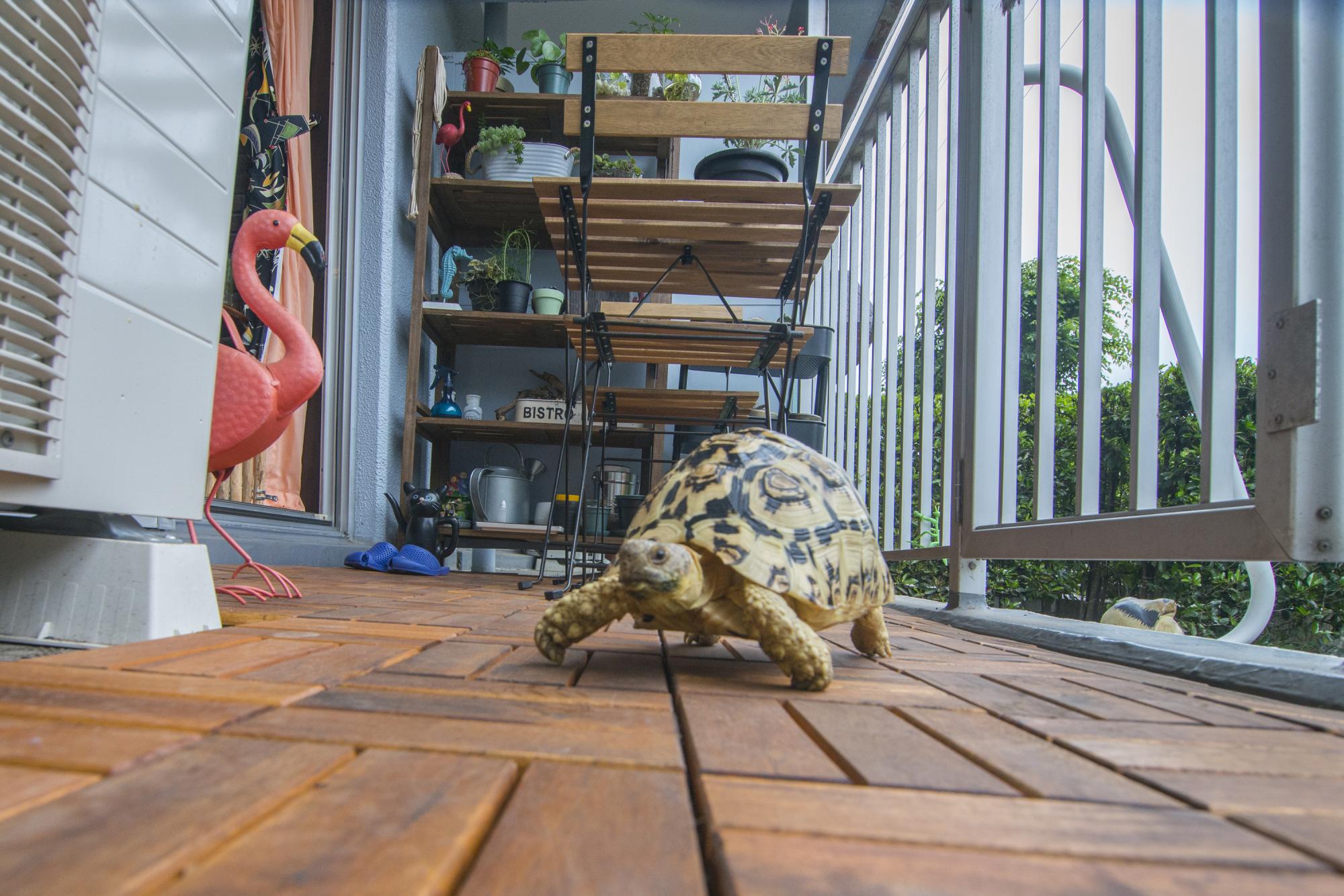 「まるでお店のよう！センスのいいインテリアが似合うお部屋」のアウトドア
