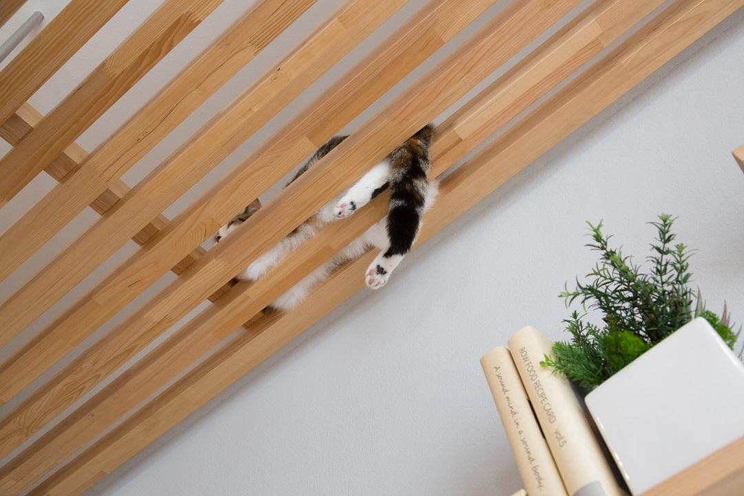 天井面にキャットスペースをつくることで人見知りな猫が安心して隠れられる居場所としても機能します。