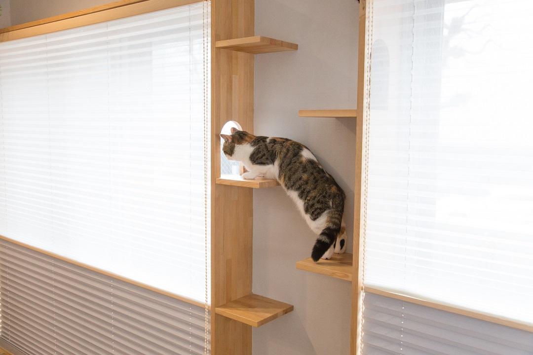 お客様お手持ちの猫ハンモックと併用して、窓枠からハンモックに移動できる小窓をつくり、猫のくつろぎスペースへの導線をつくっています。