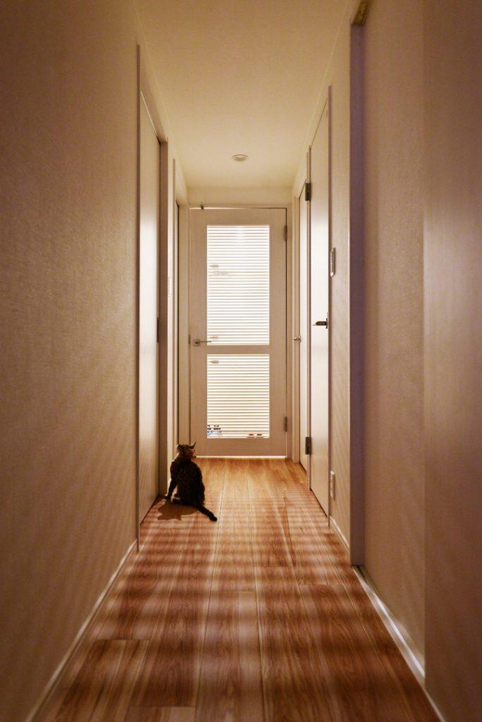 リビングから漏れる光の中で何やら哲学的な猫です。