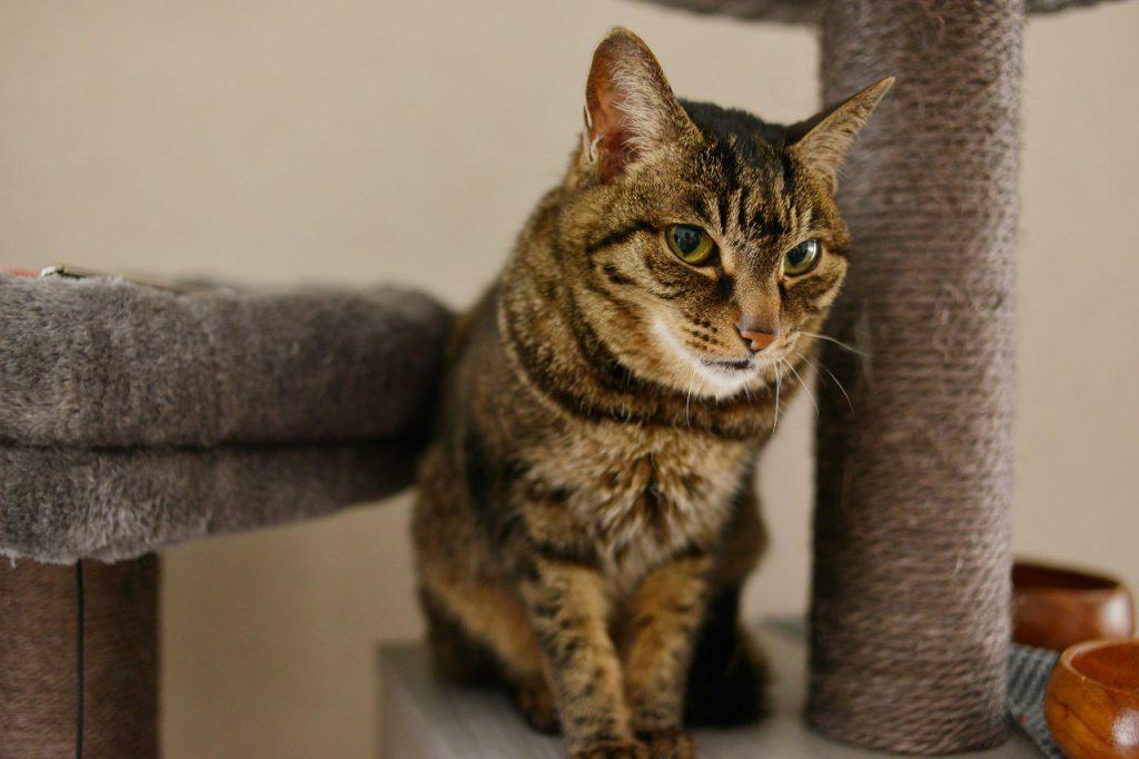 特別参加です。