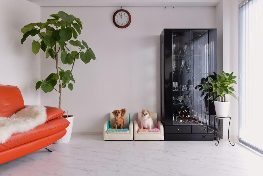 居心地がいいワン！