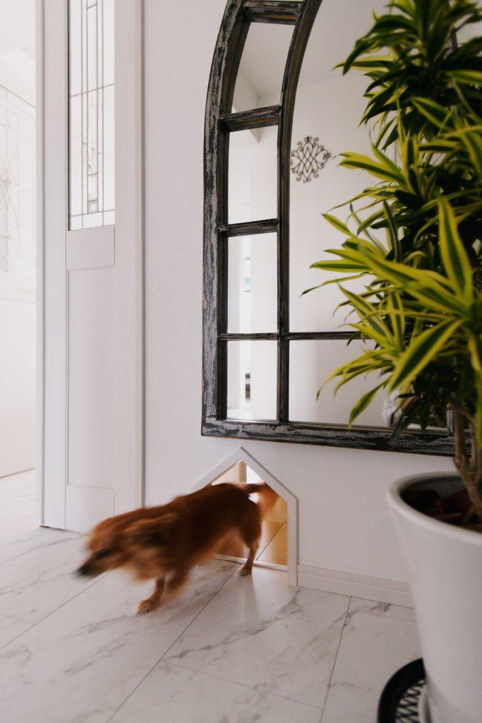 わんこ用の抜け道。けっこうなスピードで走り抜けています。