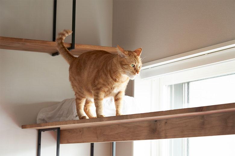 愛猫だけで過ごしているときも外の景色が眺められるように、掃き出し窓を横切る形でキャットウォークを設置した。外出先からペットカメラで覗くと、ひなたぼっこをしているときもあるそう。